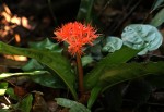 Scadoxus cinnabarinus
