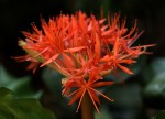 Scadoxus cinnabarinus
