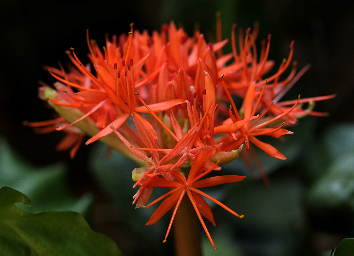 Scadoxus cinnabarinus