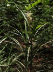 Dracaena sanderiana