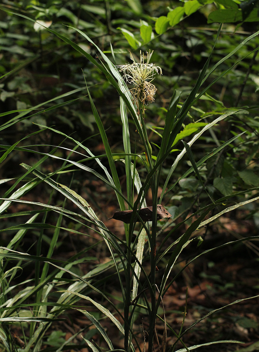 Dracaena sanderiana