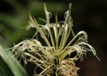 Dracaena sanderiana