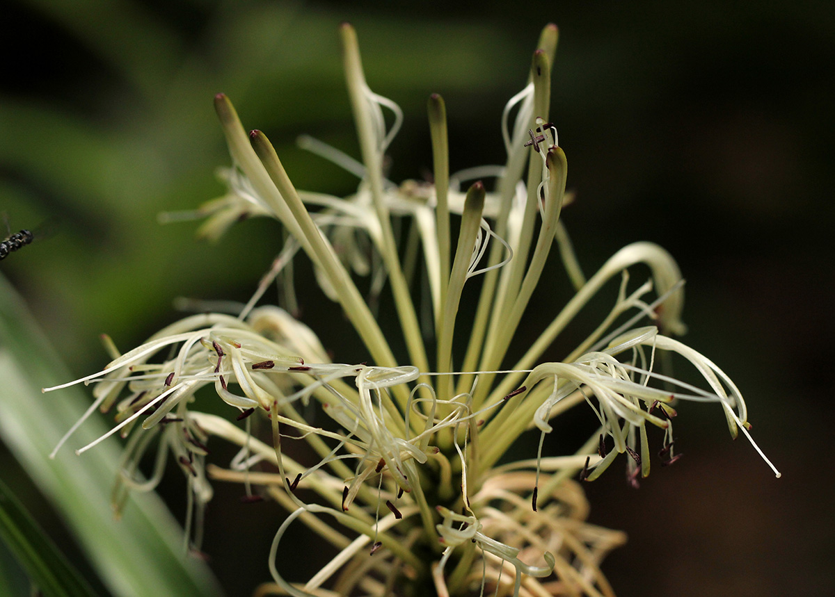 Dracaena sanderiana