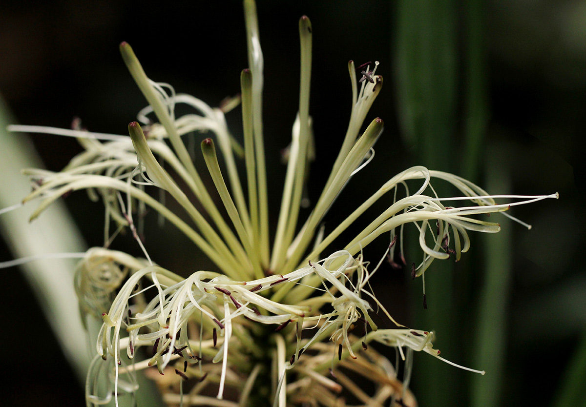 Dracaena sanderiana