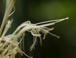 Dracaena sanderiana