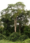 Pericopsis elata
