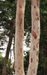 Pericopsis elata