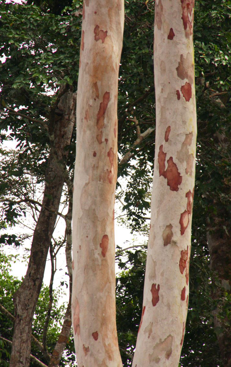Pericopsis elata