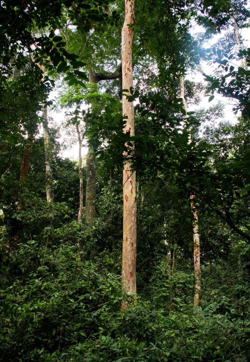 Pericopsis elata