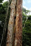 Pericopsis elata