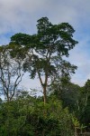 Pericopsis elata