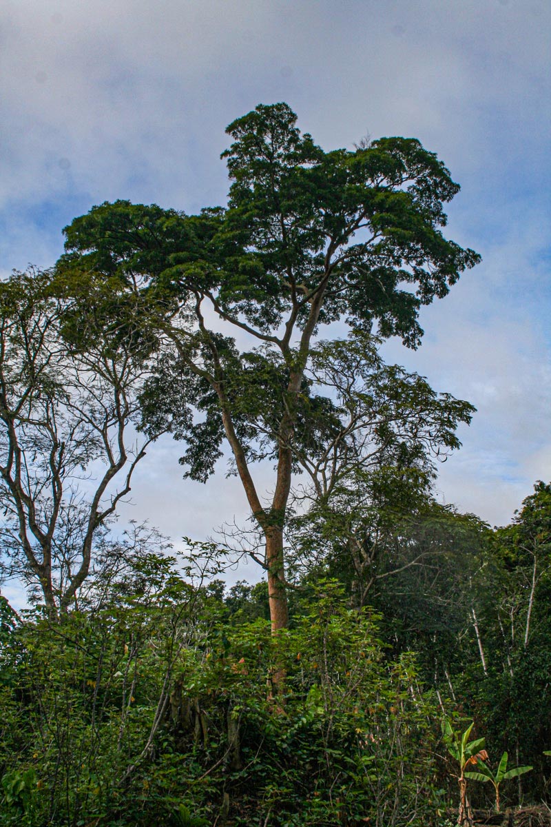 Pericopsis elata