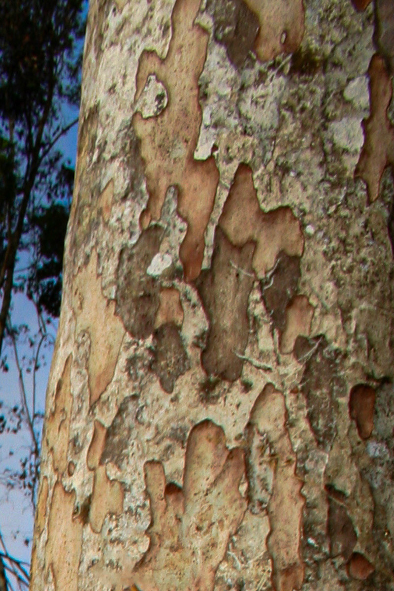Pericopsis elata