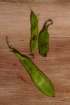 Pericopsis elata