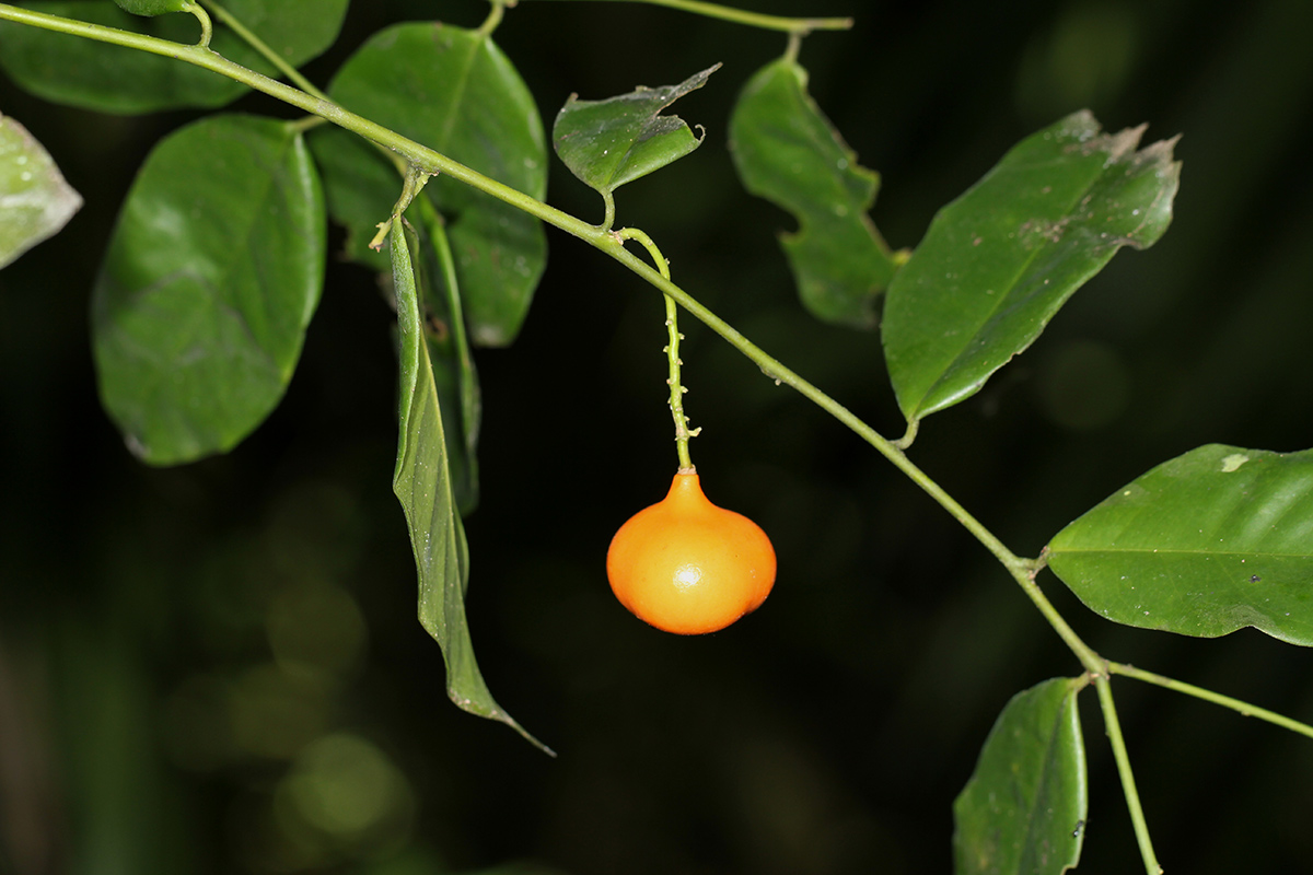 Carpolobia alba