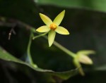 Rhabdophyllum affine