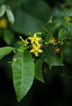 Rhabdophyllum affine