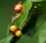 Rhabdophyllum affine
