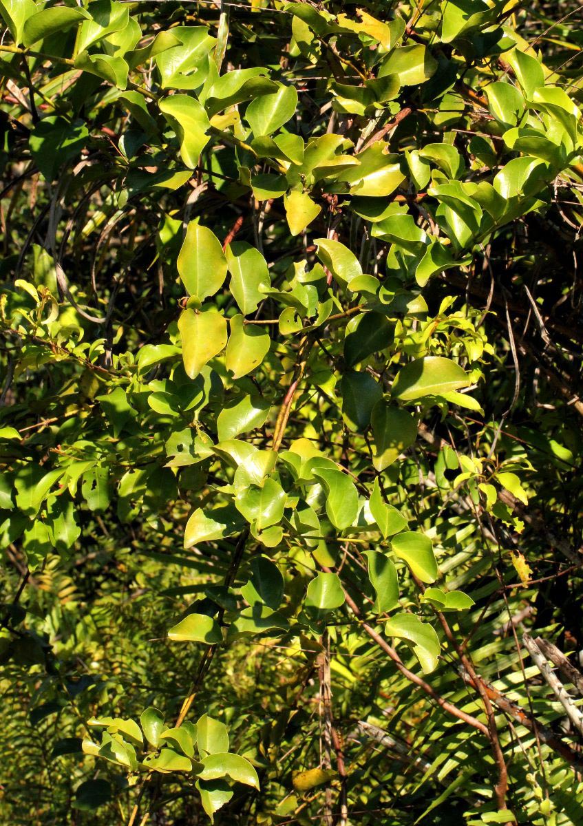 Usteria guineensis