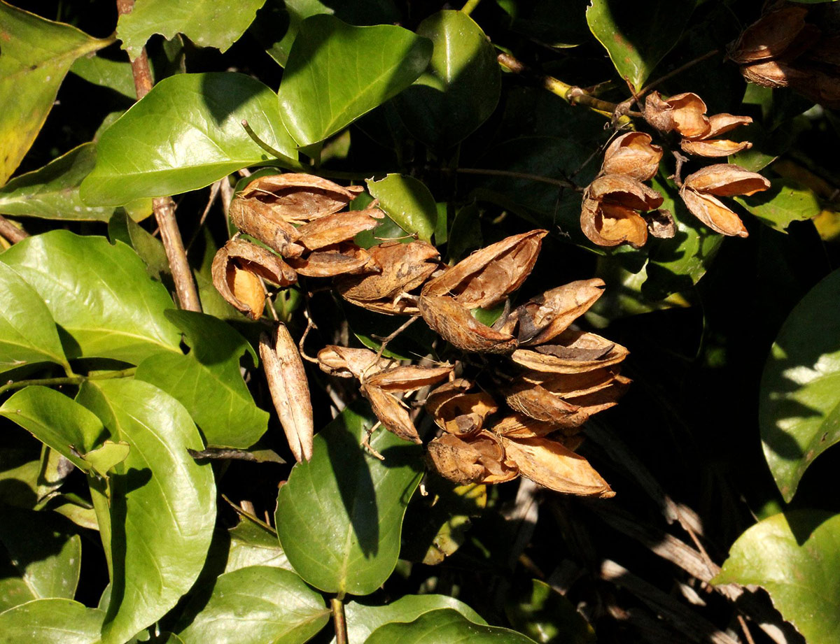 Usteria guineensis