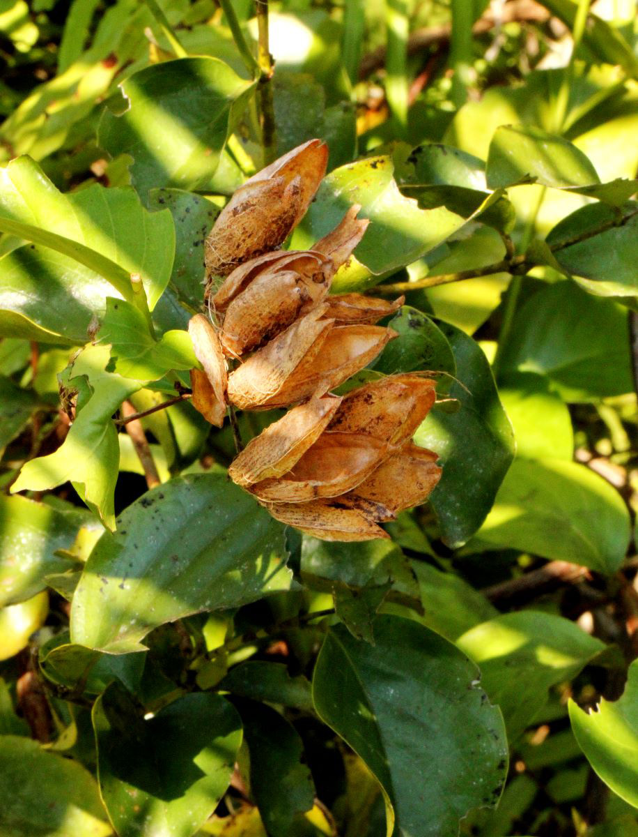 Usteria guineensis Usteria guineensis