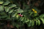 Heisteria parvifolia