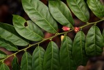 Heisteria parvifolia