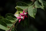 Heisteria parvifolia