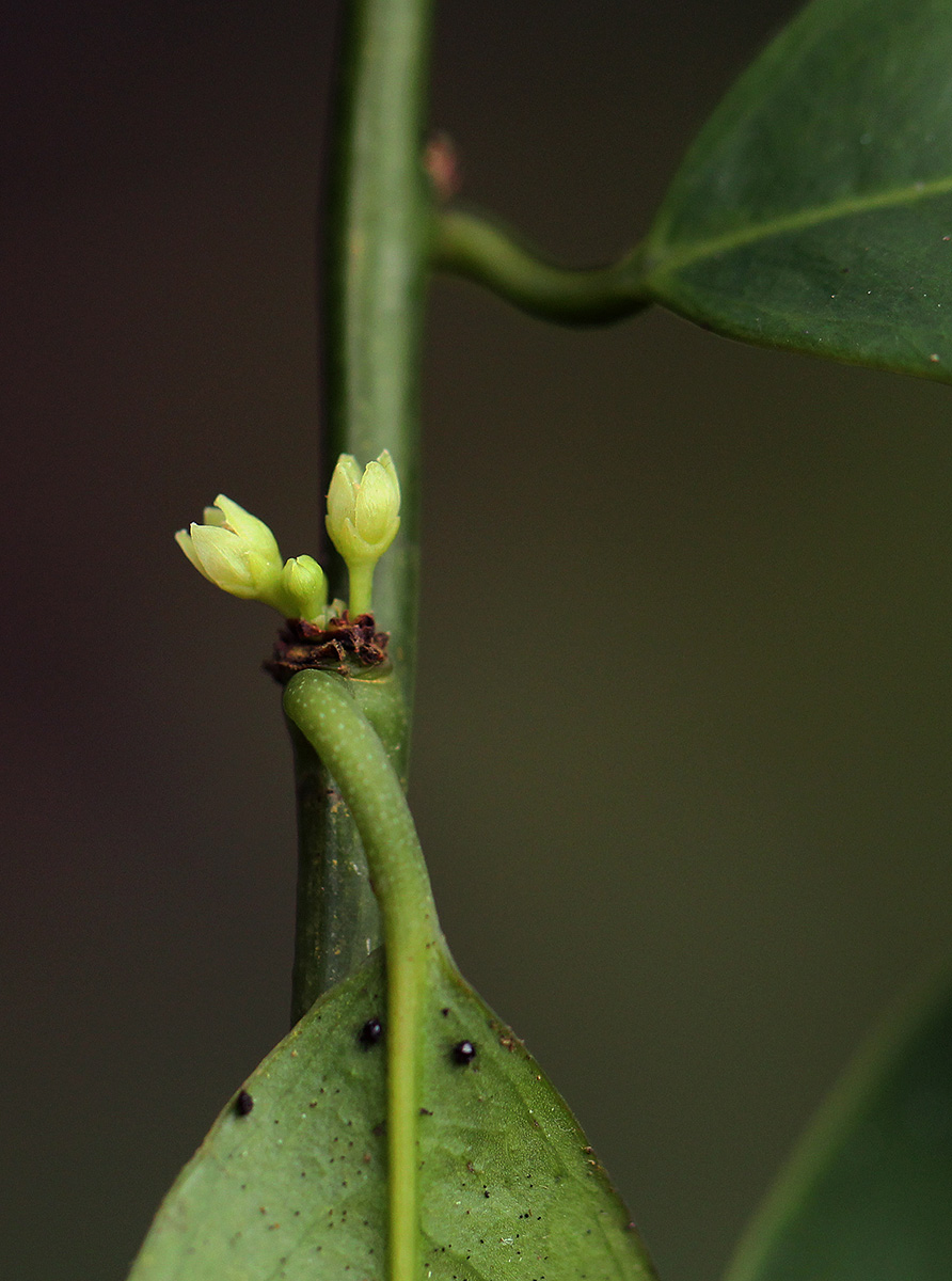 Heisteria parvifolia