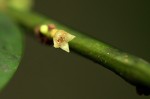 Heisteria parvifolia