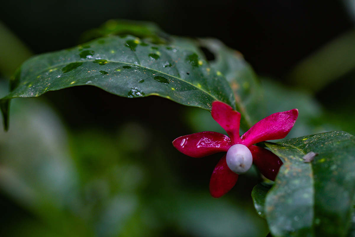 Heisteria parvifolia