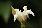 Trachyphrynium braunianum