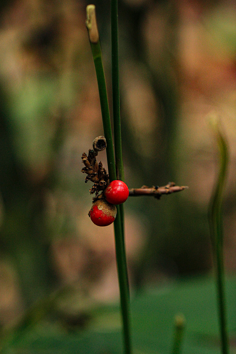Sarcophrynium brachystachyum