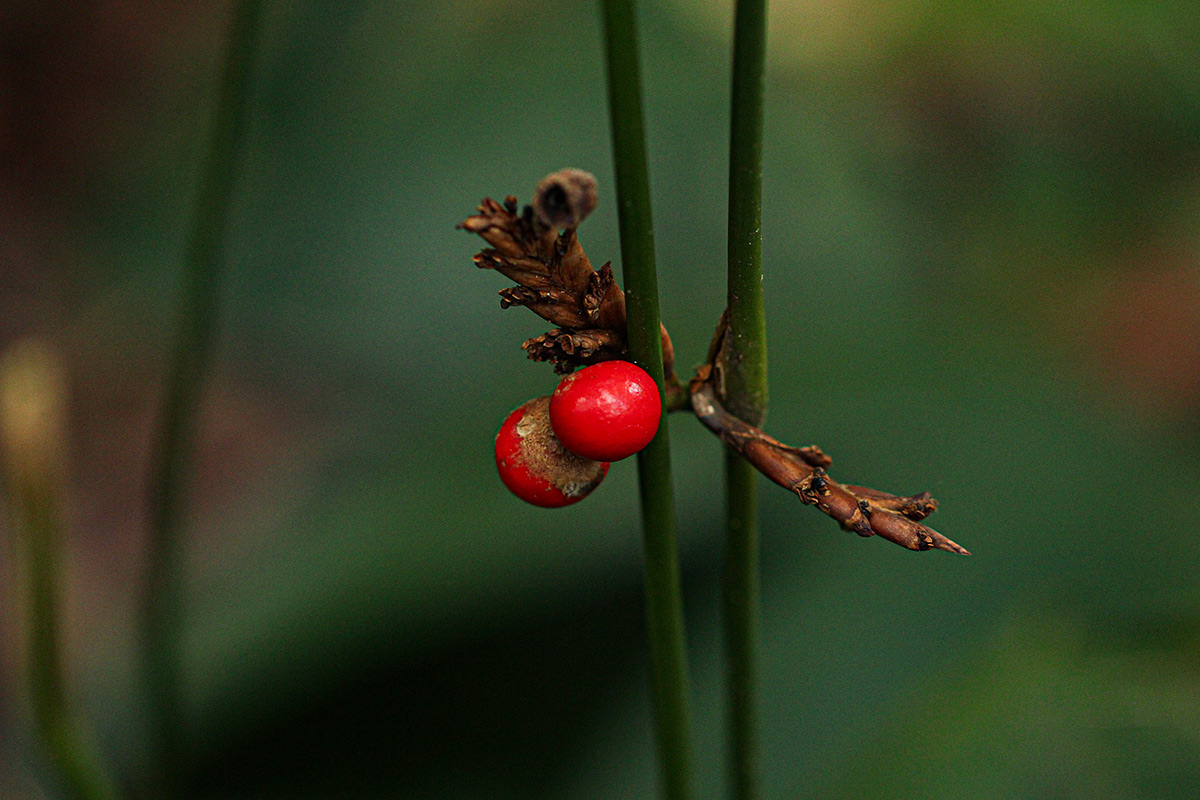 Sarcophrynium brachystachyum