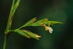 Sarcophrynium brachystachyum