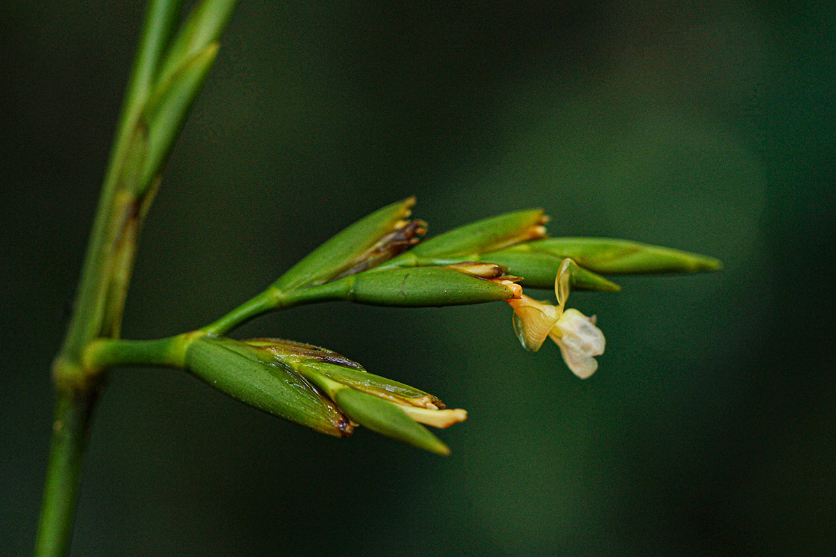 Sarcophrynium brachystachyum