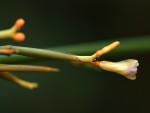 Sarcophrynium schweinfurthianum