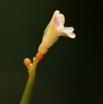 Sarcophrynium schweinfurthianum