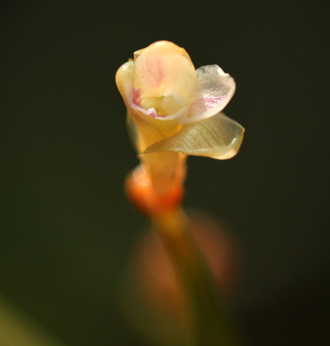 Sarcophrynium schweinfurthianum