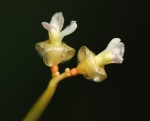 Sarcophrynium schweinfurthianum