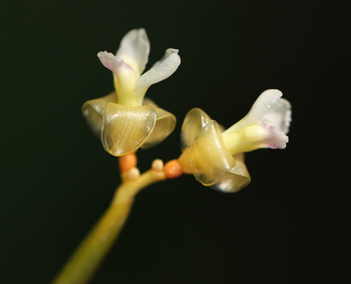 Sarcophrynium schweinfurthianum