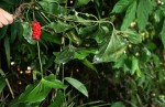 Cercestis congensis