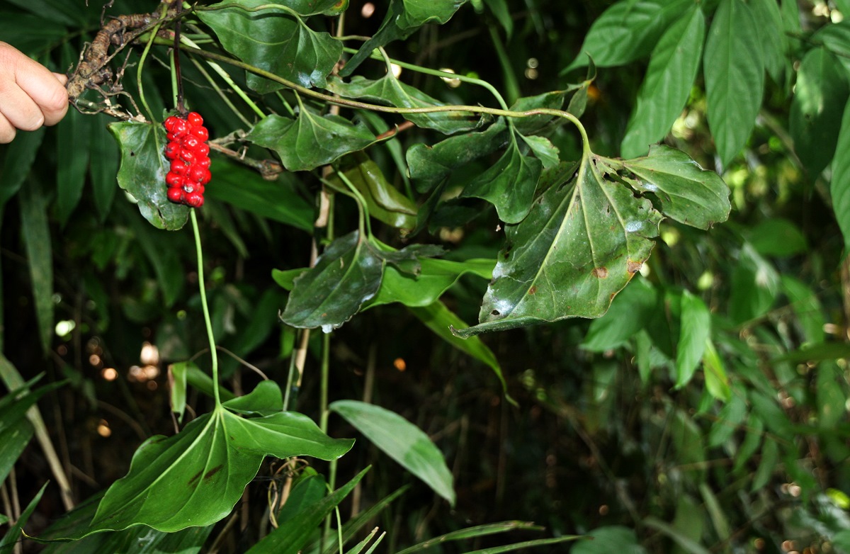 Cercestis congensis