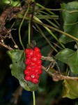 Cercestis congensis