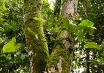 Cercestis congensis