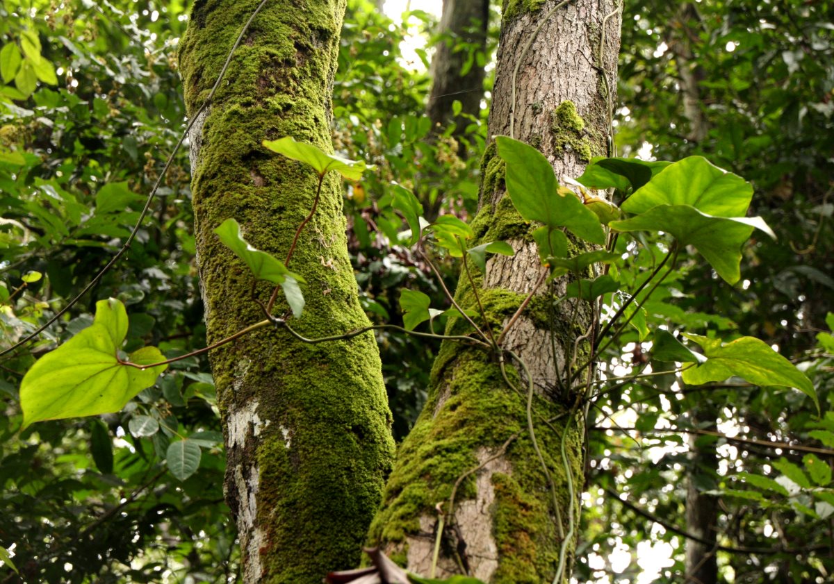 Cercestis congensis