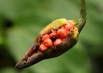 Cercestis congensis