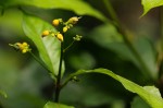 Rinorea laurentii