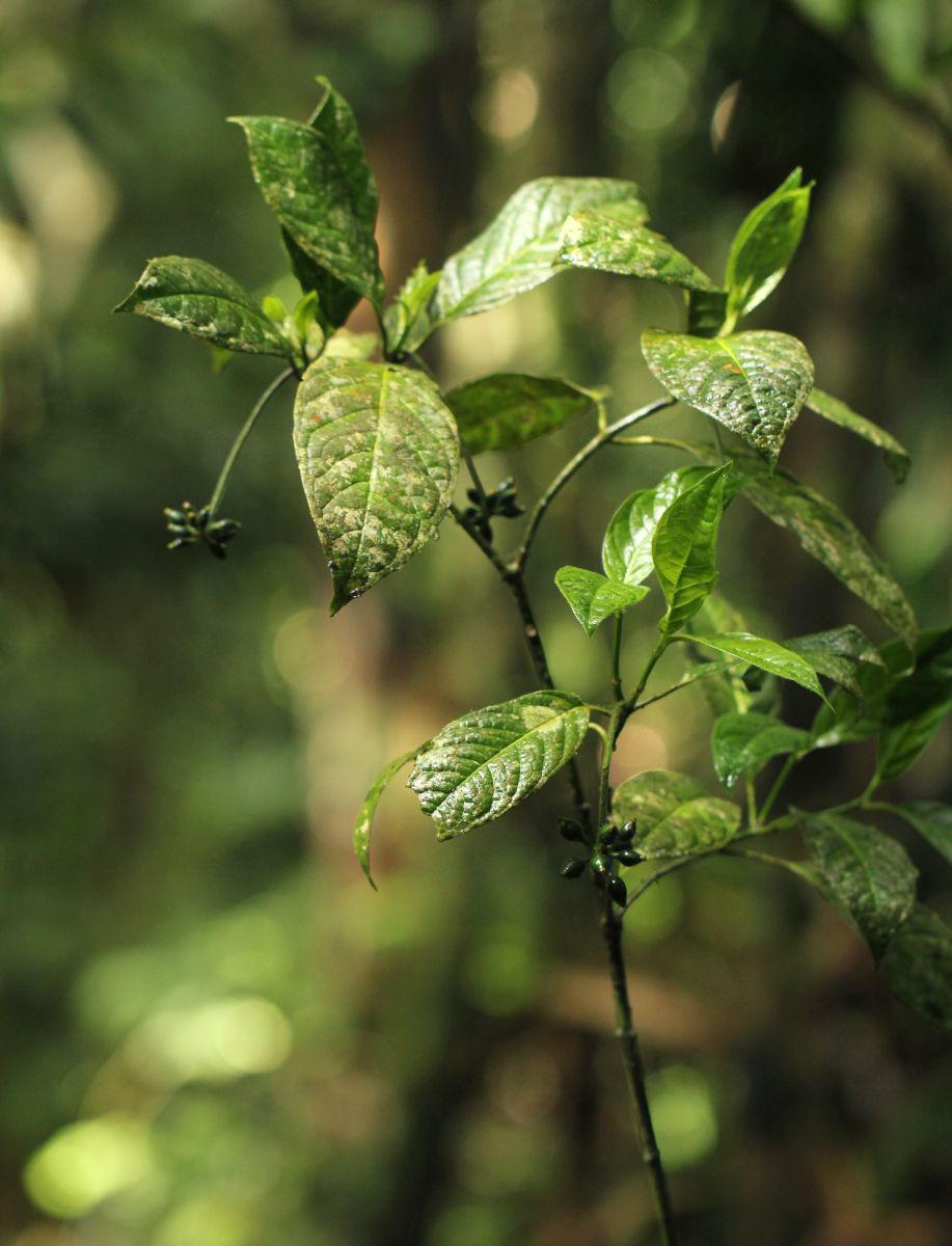 Psychotria auxopoda