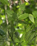 Psychotria auxopoda